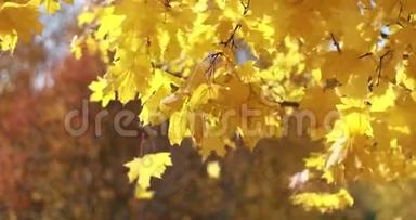 枫树。 秋天的枫树。 枫叶。 <strong>黄红色</strong>的秋树.. 令人惊叹的秋天。